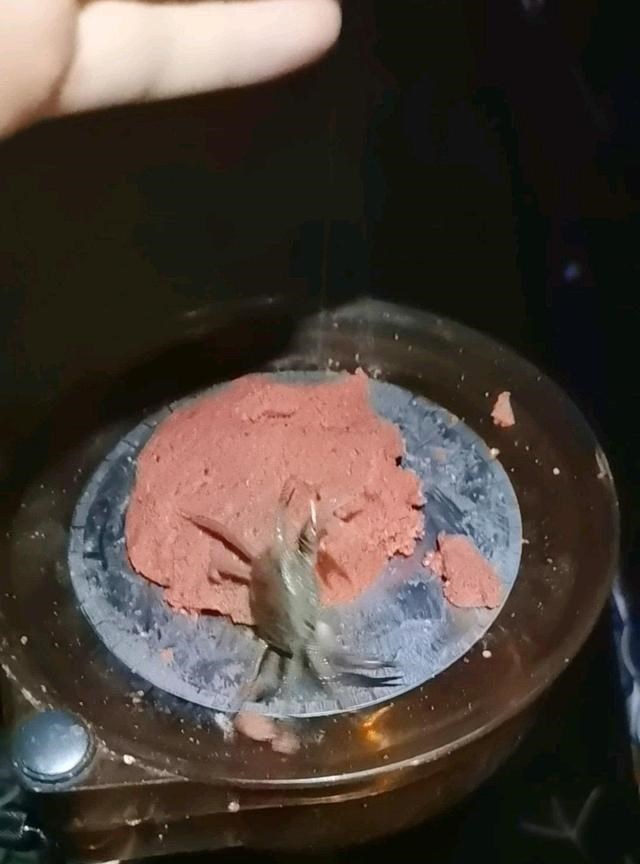 教教你家娃|台州河道螃蟹泛滥，钓鱼人：连续几天钓到好多，这种螃蟹能吃吗？