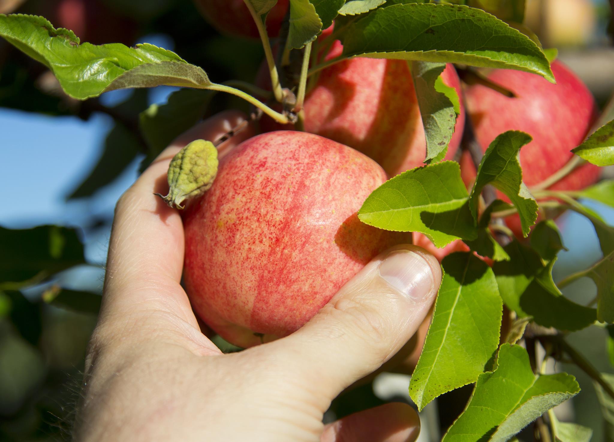 水果|十大健康水果排行榜，第一名竟然是它，每天吃一个好处多