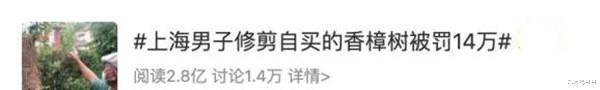九天揽月月|上海男子修剪自己种的香樟树被罚14万，当事人说很委屈，被抓成典型了