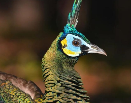 科学家 比大熊猫还珍贵！中国绿孔雀数量不足600只，曾被认为已灭绝