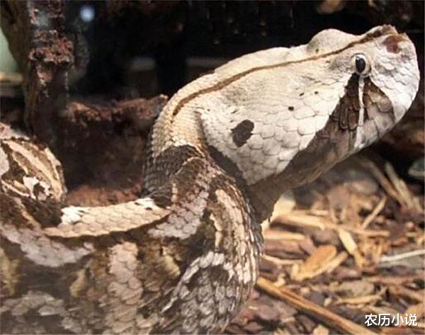 眼镜王蛇 加蓬咝蝰有世界最长毒牙，身体长2米，比得过眼镜王蛇吗