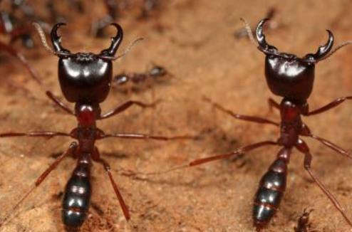 传感器 世界上最狠的动物是什么？狮子、老虎、狼还是蛇！