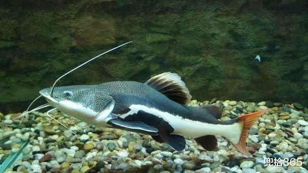 广东省|广东一男子意外钓获大嘴鱼，原以为解密了新物种，结果却哭笑不得