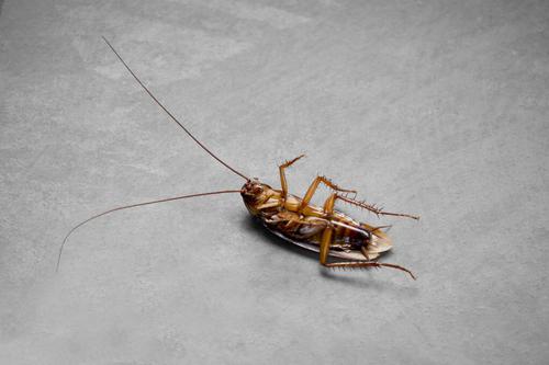 舜网 一踩出一窝?身上携带50多种致病菌的蟑螂,到底可不可以踩死?