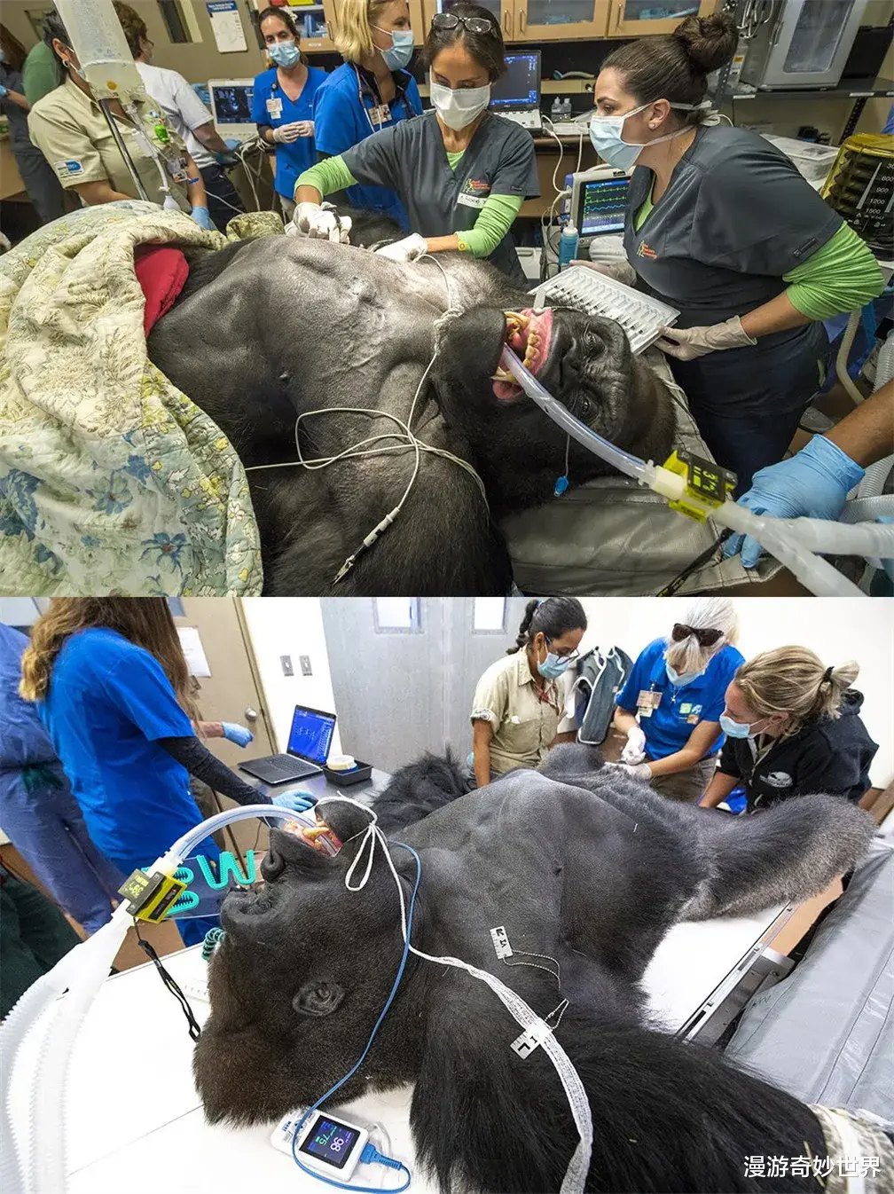 漫游奇妙世界|30张活久见的照片，羚羊决斗同归于尽，巨型鱿鱼的嘴巴…涨姿势了!