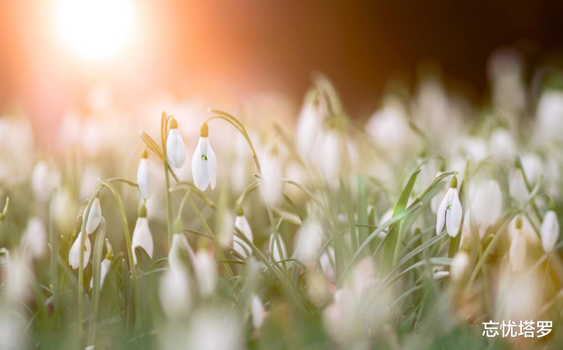 忘忧塔罗|忘忧塔罗:双鱼座8月运势,没有能够支撑下去的能量,没有勇气了