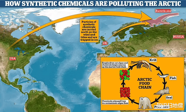 北极熊 北极圈48度，冰川融化破纪录！北极熊多次伤人，丹麦：再来就杀