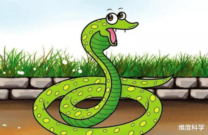 毒蛇 民间有“一里有菜花，十里无毒蛇”的说法，菜花蛇真这么厉害吗？