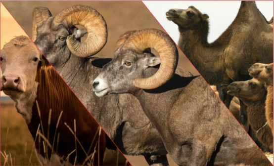 天天听健康|吃一口相当于6斤盐，医学硕士论文：你若常吃，或会让你的骨骼变成“网格状”