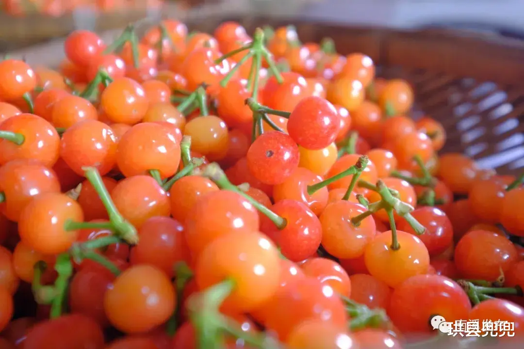 珙县兜兜 红了！熟了！宜宾周边樱桃采摘攻略来啦！现在去正好！