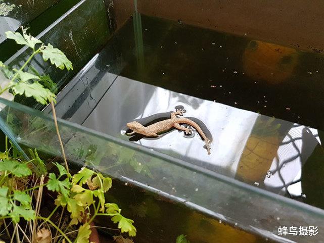  40张罕见“不科学”的照片，蜘蛛丝能吊起大冰坨，蜘蛛侠没骗人