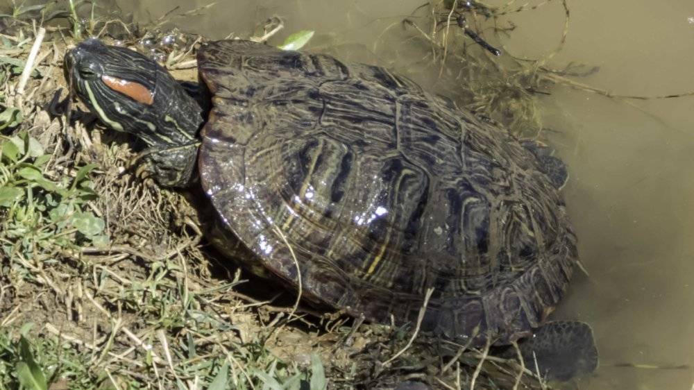 |钓鱼佬和放生居士的魔幻恩怨:你放生的功德,我在边上一网全捞了
