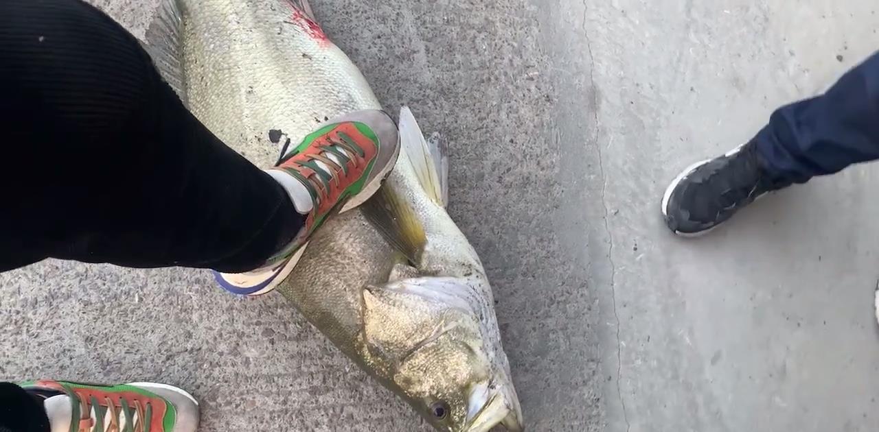 盐城|江苏盐城:鲈鱼群来袭,有人半天钓十几条,还有人辞职去钓鱼