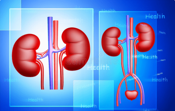 卵巢|肌酐260如何阻止肾衰？肾内医生给出4条中肯建议，全做到风险低