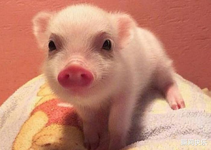 瞬间快乐|9月3日-9月14日，羊、猪、生肖马顺势提点，好运照拂，心想事成