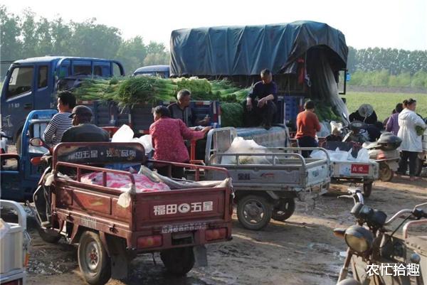 农忙拾趣 还没成熟就被预订，如今商贩不来收，农民发愁，这菜怎么了？