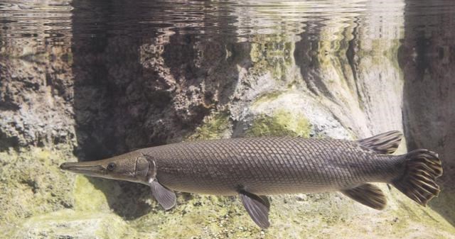 于时为伴 北美河怪“鳄雀鳝”在广州被捕，体大如猪广州人敢吃吗？