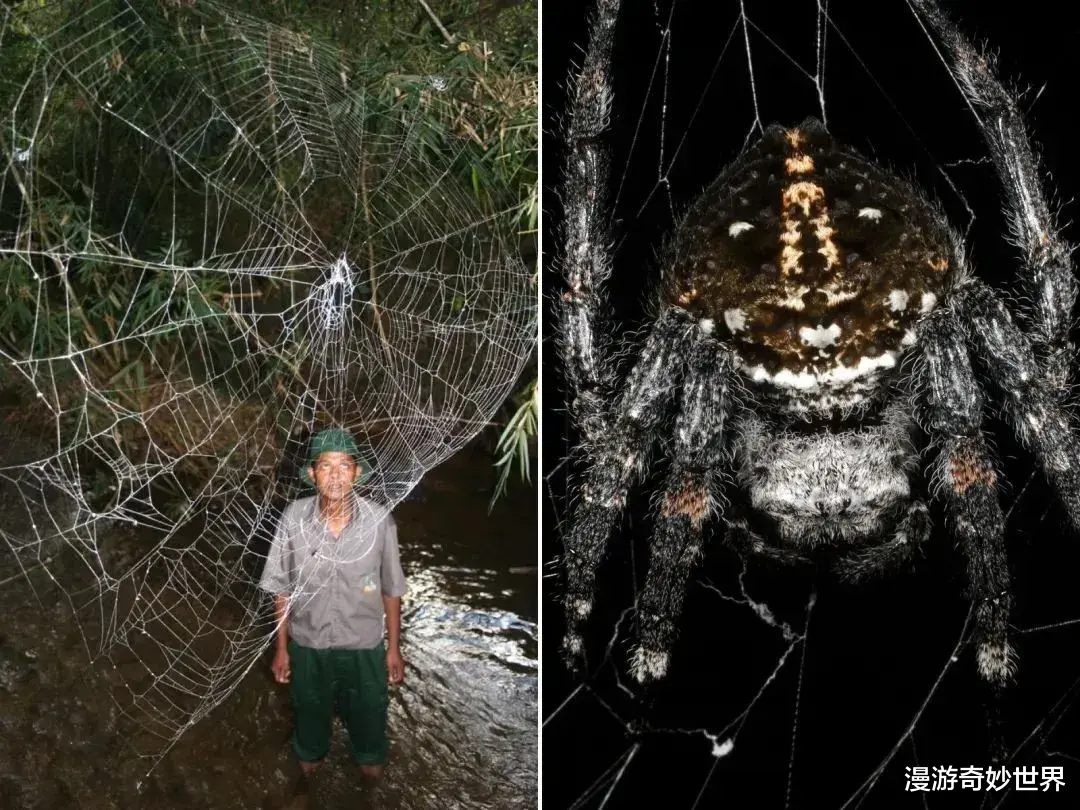 大自然最真实、残酷的一面,看完觉得做人真好!