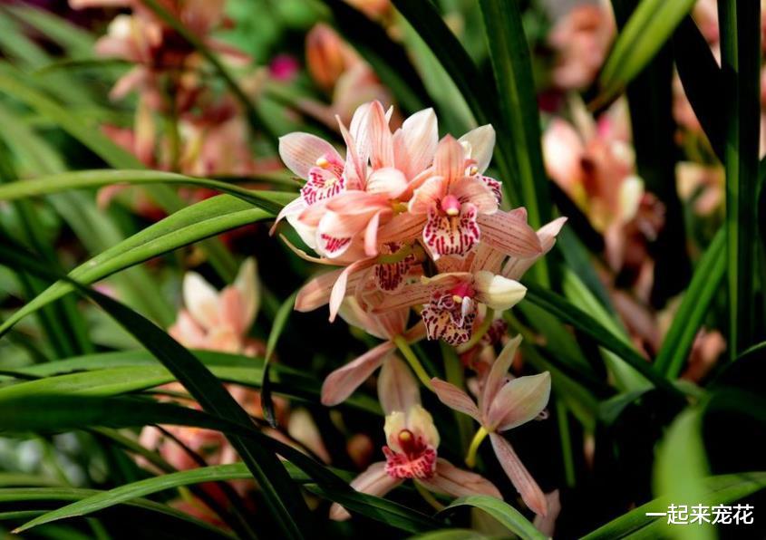 6种漂亮花，再喜欢也别养在卧室，影响睡眠质量，养了赶紧搬出去