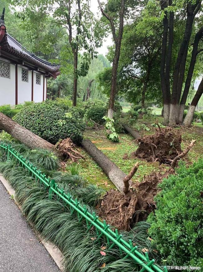 汉新闻_Han News 武汉：堤角公园连夜抢修受损树木