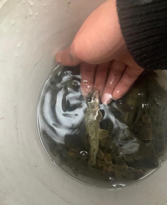 惊心动魄|四川广元一河道棒花鱼泛滥，钓鱼人：多的时候能钓半桶