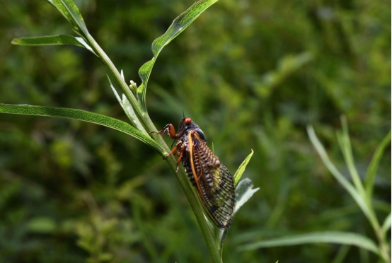 昆虫|埋藏17年后，数亿只蝉破土而出，美国人为何不怕蝉？