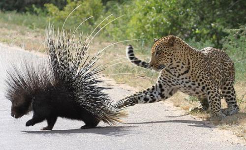 豪猪 草原上的顶级猎手，面对豪猪也是无从下口，原因让人哭笑不得