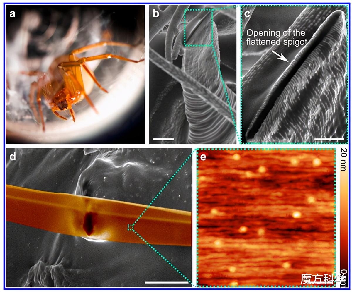 蜘蛛 让277条蛇丧命的黑寡妇：蛇的20倍毒，把蛇当玩物！为何蛇还总是输？