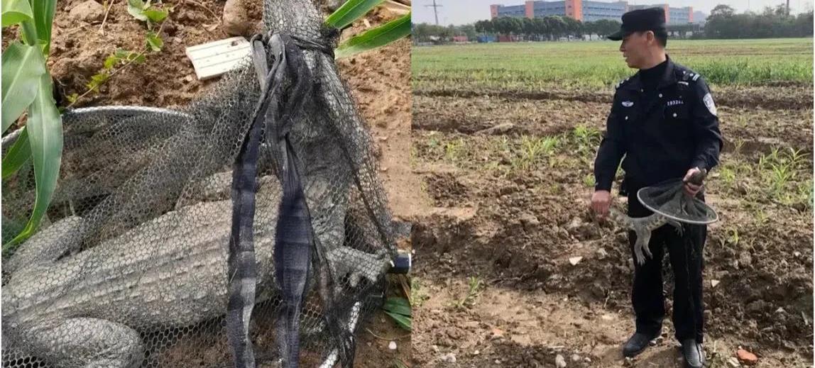 鳄鱼|钓鱼钓到鳄鱼，天下奇闻又事实存在，此事发生在广东可以吹一辈子