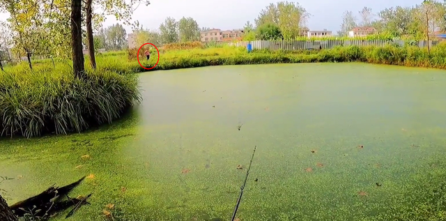 |小伙农村水塘钓黑鱼,遭大婶“抢鱼”,眼红还是别有隐情?