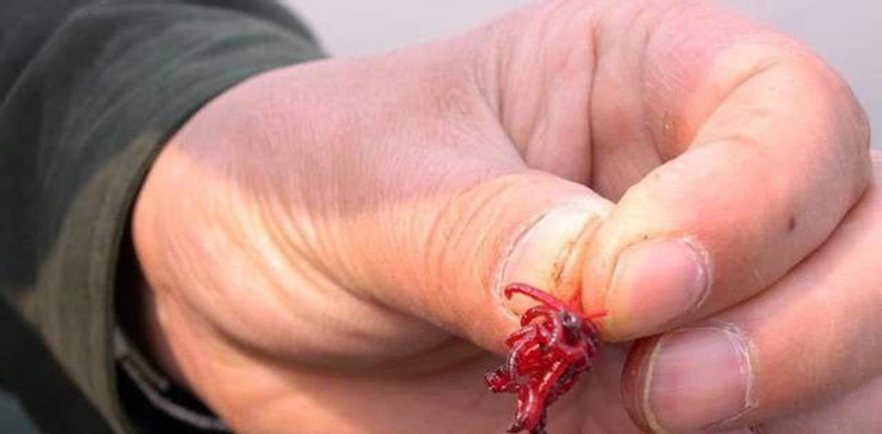 |多地掀起打捞“红色虫子”的浪潮，一晚获利千元，为何“不能打”