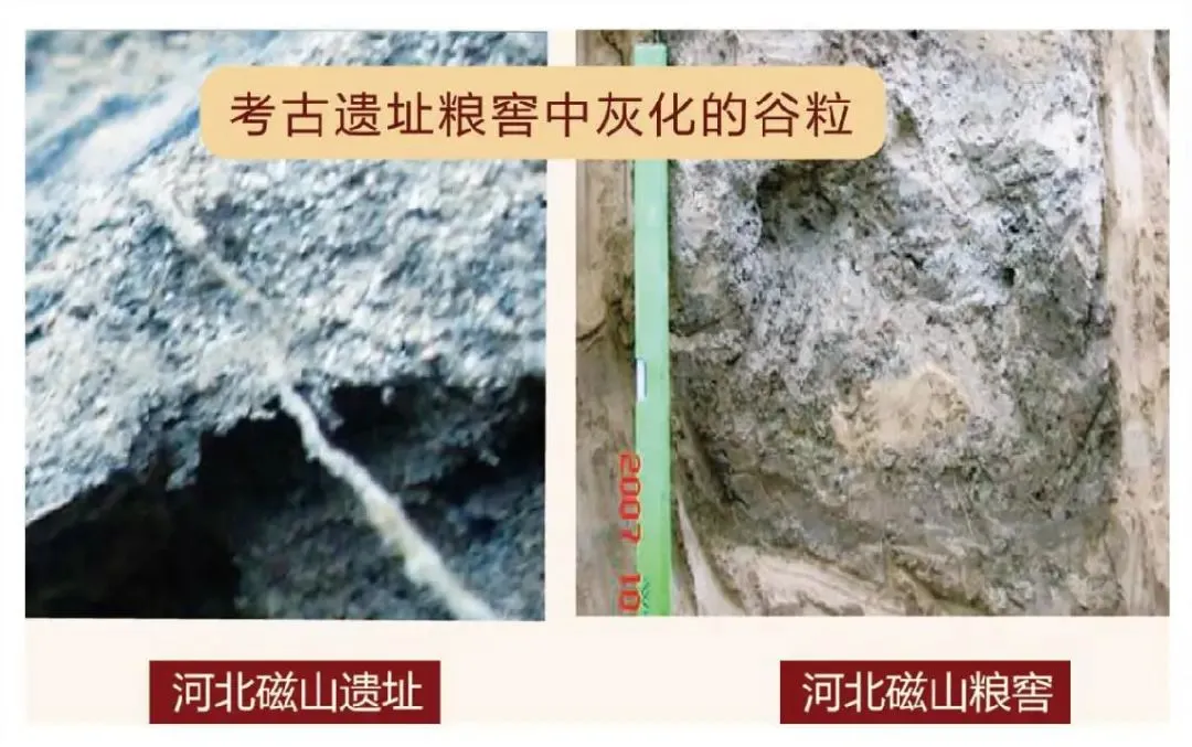 经贸视点 太行明珠方便小米粥之源——粟的故事