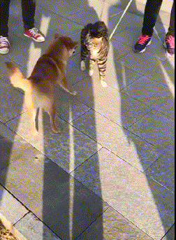 歪骆驼|“事实证明迎着阳光开车，离天堂最近，太危险了”