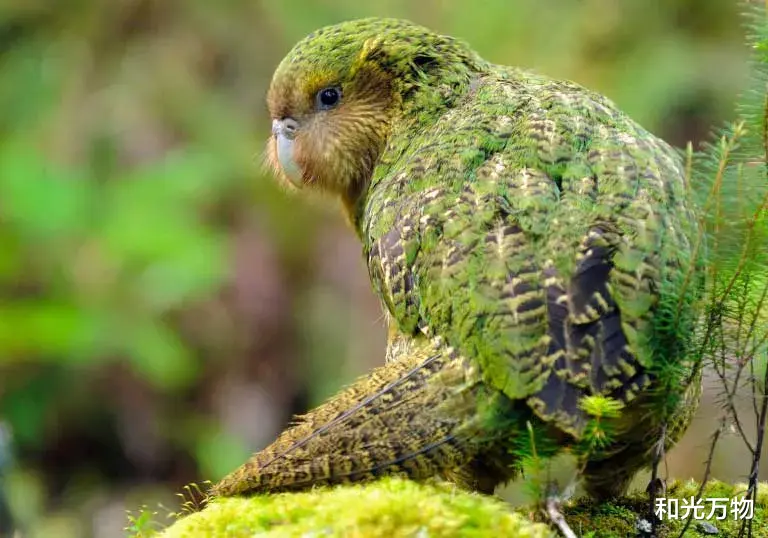 鹦鹉 世界上最重、不会飞的鹦鹉，近亲繁殖万年，遗传状况却出奇的好！