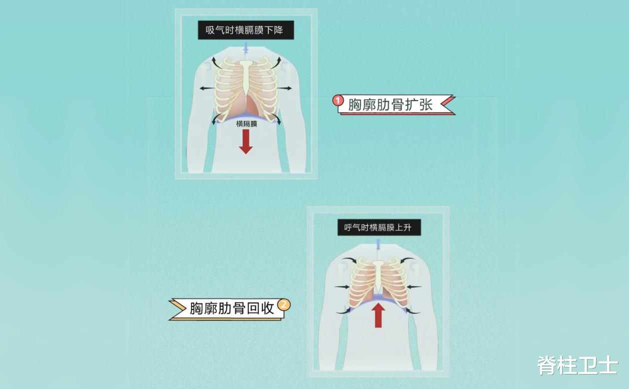 脑血管病|收藏|肋骨外翻如何有效矫正?