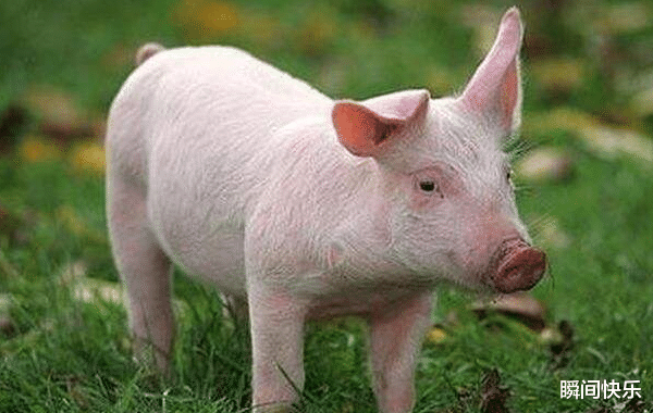 瞬间快乐|8月14-8月21日,突破瓶颈,3生肖脱胎换骨,晦气全消,事业兴隆