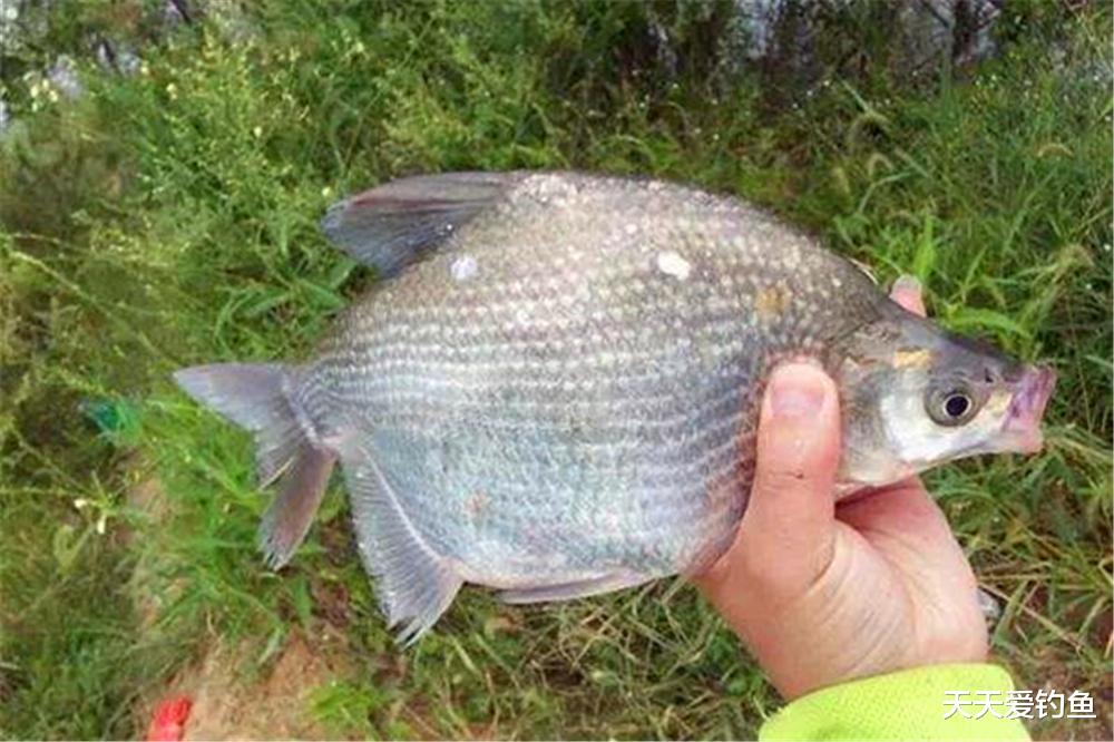 鳊鱼|深秋时节,别光盯着钓鲫鱼,这些鱼吃口也很好,正是好钓的时候!