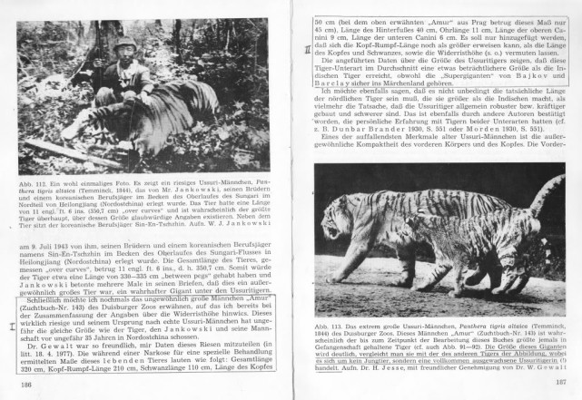 剑齿虎 东北虎和剑齿虎哪个更强大？为什么剑齿虎灭绝了，老虎却没有？