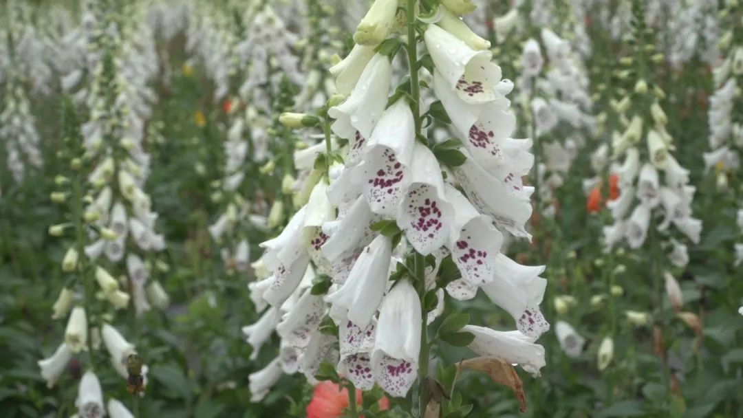 贵州出行 当季｜“五一”假期赏花打卡地→