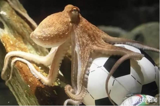 章鱼 科学家为什么觉得章鱼是外星生物？越来越多的证据证明，或许他们说的是真的