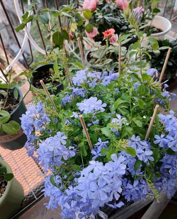 向阳园艺|5块钱一盆的蓝雪花，仔细修剪打理，也能养成棒棒糖，赶紧试试
