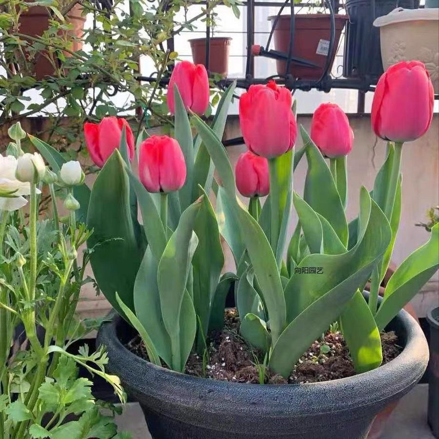 卧室养花“讲究大”，4种“漂亮花”对身体伤害大，尽早搬出去