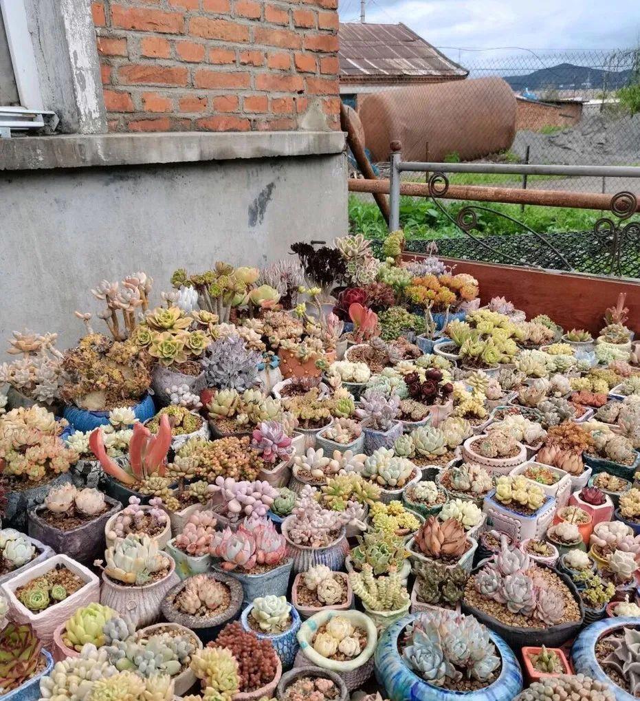 种上阳台|小姑娘说她人生50%的快乐是吃肉，另外50%的快乐是种多肉！