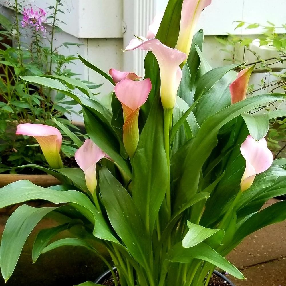 卧室养花“讲究大”，4种“漂亮花”对身体伤害大，尽早搬出去