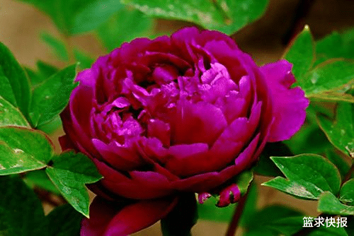 |总是有一颗好胜心的星座,能让自己事业蒸蒸日上,成为最棒的