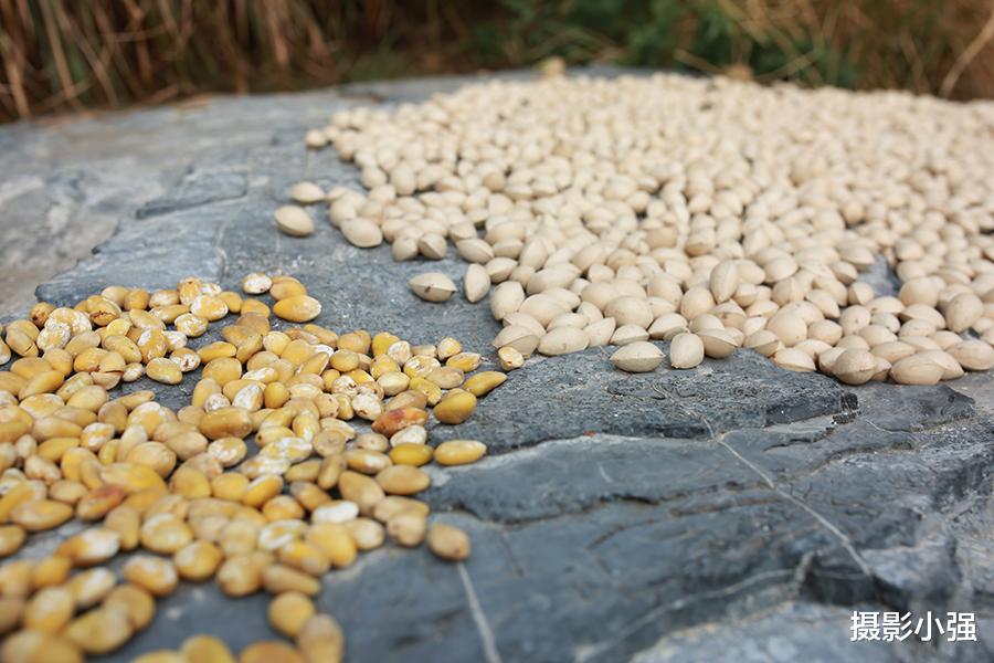 相机|投石问路:从相机到手机,摄影爱好者是否选择双修器材?