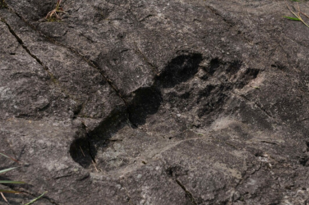 化石 三叶虫化石的脚印，20亿年前的核反应堆，远古文明真的存在吗？
