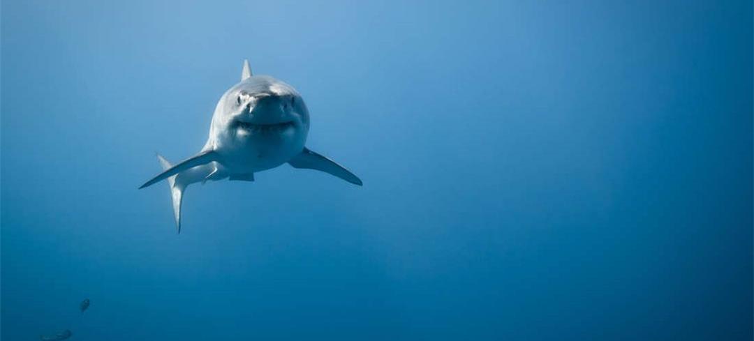 水族馆为啥没有大白鲨?最长圈养记录198天,咬死俩鲨鱼后被释放