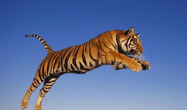?有百兽之王称号的老虎，比你想象的还强大