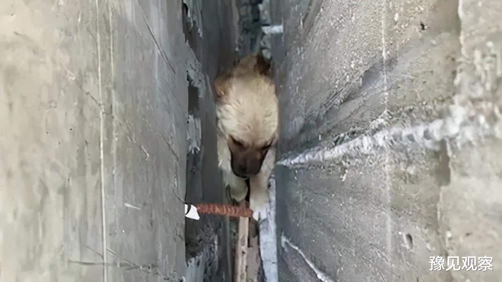 豫见观察 惊心动魄！小狗被困桥墩一个多月，市民协力营救